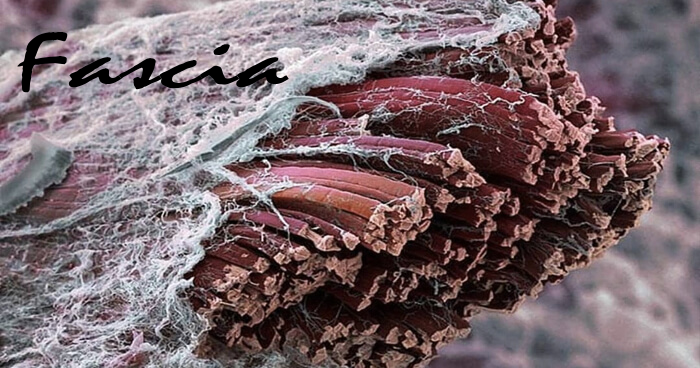 Illustration of fascia surrounding muscle fibers for RENE Spa’s myofascial release treatment