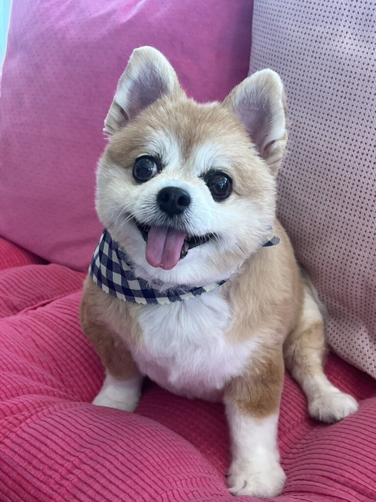 RENEスパの看板犬さくらちゃん